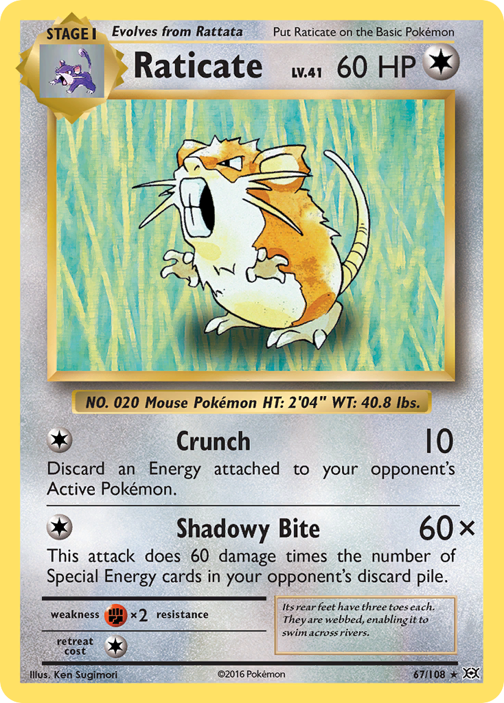 Raticate (67/108) [XY: Evolutions]